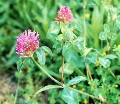 Red Clover Extract 20% Isoflavones